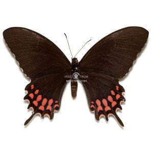 PAPILIO EROSTRATUS VAZQUEZAE 